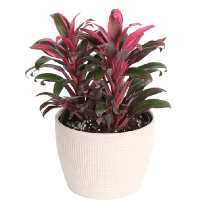 Plant de Cordyline de Trending Tropical pot en céramique, 6 po