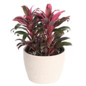 Trending Tropical Cordyline Plant 6-in - Ceramic Pot