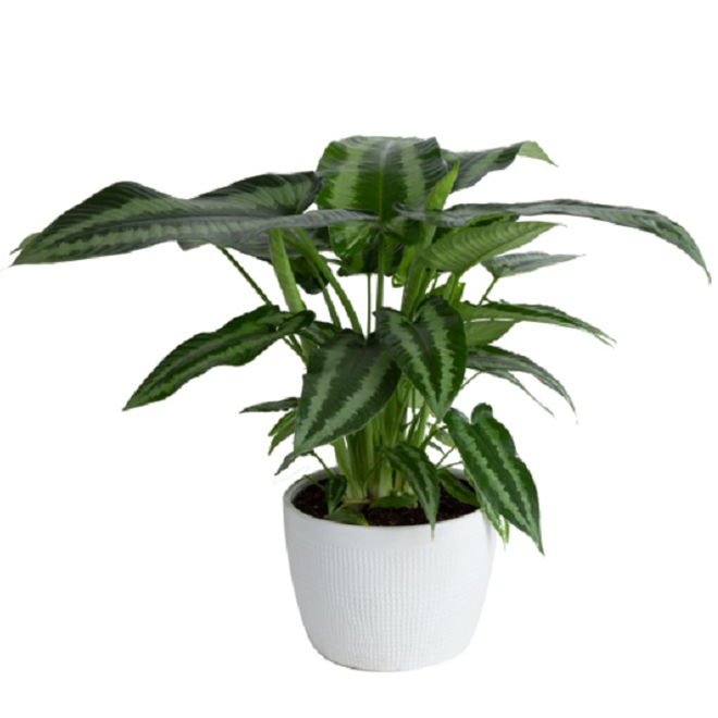 Plant de Schismatoglottis Wallichii de Trending Tropical pot en céramique, 6 po