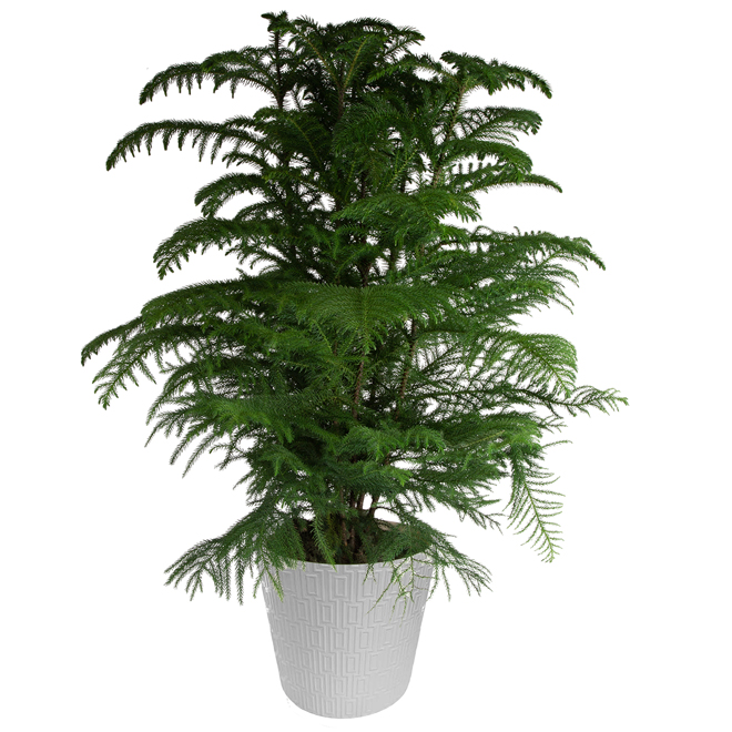 Natural Decorative 10-in Norfolk Pine Christmas Tree