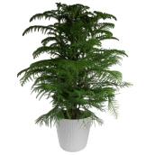 Natural Decorative 10-in Norfolk Pine Christmas Tree with Burlap Pot
