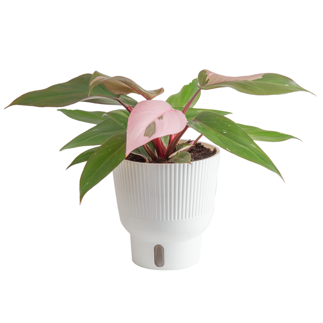 Pink Princess Philodendron Costa Farms