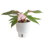 Philodendron Pink Princess - 6-in
