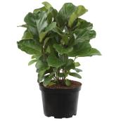 Ficus en plusieurs variétés, 6 po