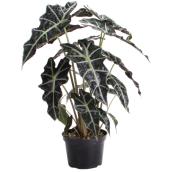 Alocasia en plusieurs variétés, 6 po