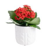 Plante grasse kalanchoé dans un pot de 4 po