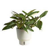 Monstera Standleyana en pot, 6 po