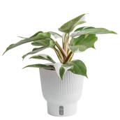 Philodendron 'White Knight' en pot, 6 po