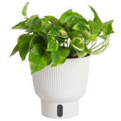 Plante tropicale Pothos Lemon Meringue Costa Farms en pot décoratif 6 po