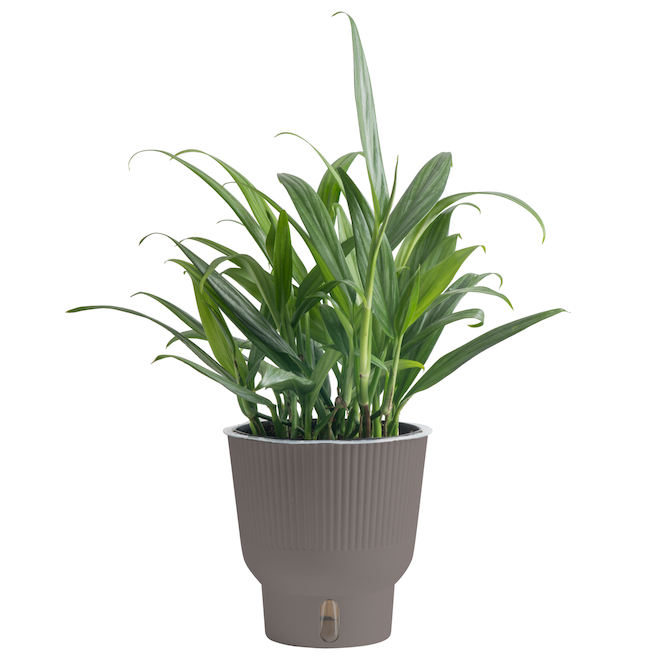 Costa Farms Amplissium Pothos Tropical Plant in 6-in Decorative Pot