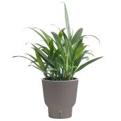Plante tropicale Pothos Amplissium Costa Farms en pot décoratif 6 po