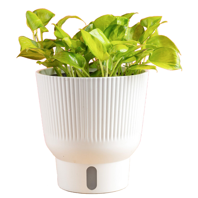 Costa Farms Neon Joy Pothos Tropical Plant in 6-in Decorative Pot  1.40QEPINEONJTTP | RONA