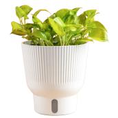Plante tropicale Pothos Neon Joy Costa Farms en pot décoratif 6 po