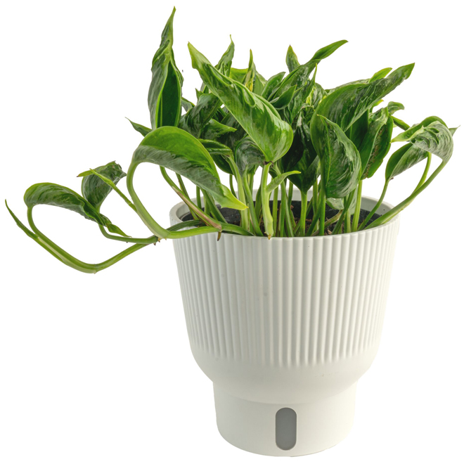 Costa Farms Shangri La Pothos Tropical Plant in 6-in Decorative
