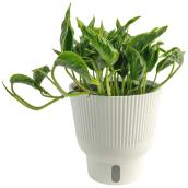 Plante tropicale Pothos Shangri La Costa Farms en pot décoratif 6 po