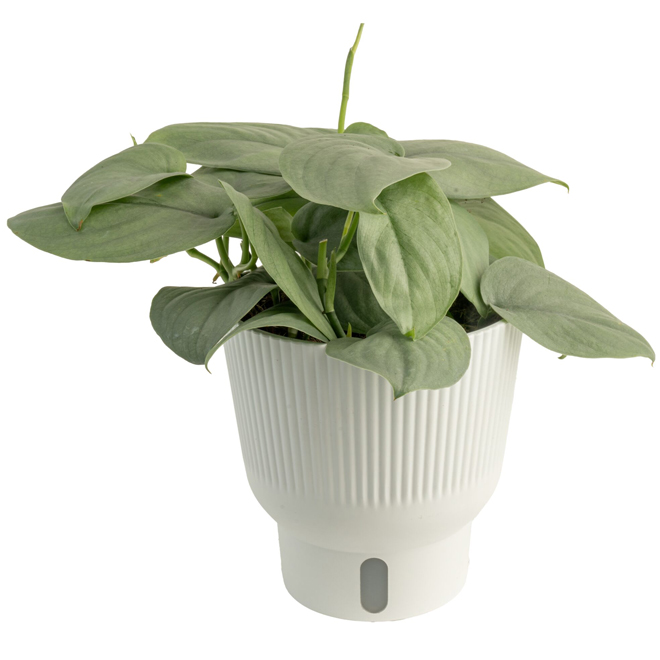 Costa Farms Scindapsus Java Pothos Tropical Plant in 6-in Decorative Pot