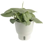 Plante tropicale Pothos Scindapsus Java Costa Farms en pot décoratif 6 po