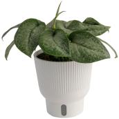 Plante tropicale Pothos Mount Salak Costa Farms en pot décoratif 6 po