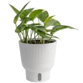 Plante tropicale Pothos Monstera Costa Farms en pot décoratif 6 po
