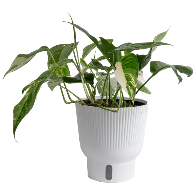 Costa Farms Albo Pothos Tropical Plant in 6-in Decorative Pot