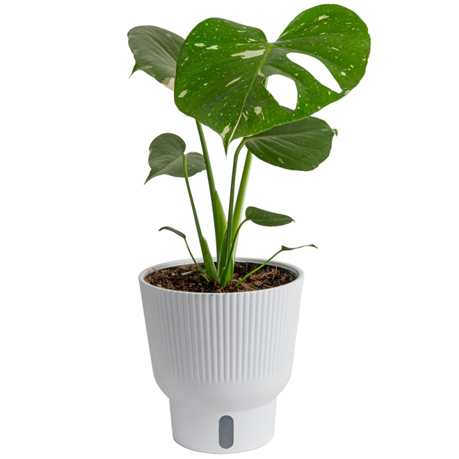 Costa Farms Thai Constellation Pothos Tropical Plant in 6-in Decorative ...