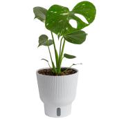Plante tropicale Pothos Constellation thaïlandaise Costa Farms en pot décoratif 6 po