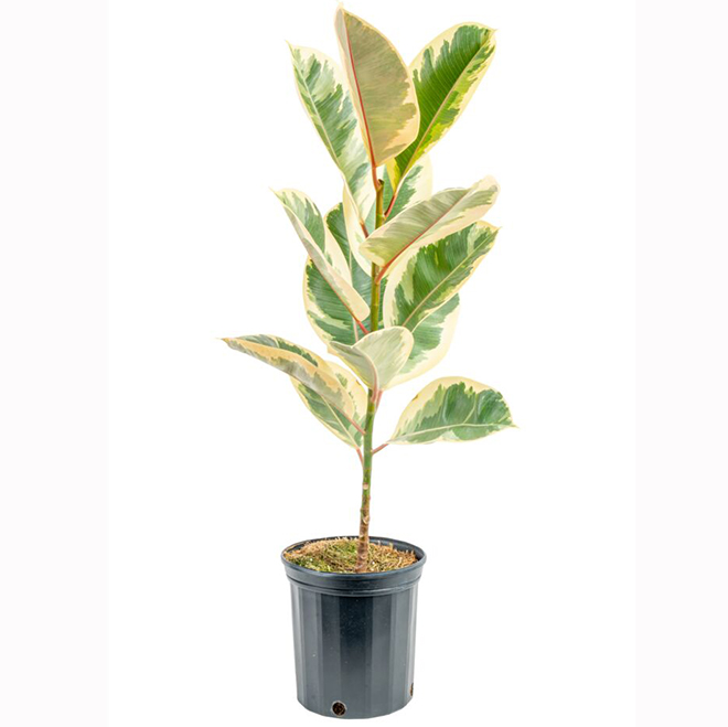 Costa Farms Assorted Ficus Plant in 10-in Pot
