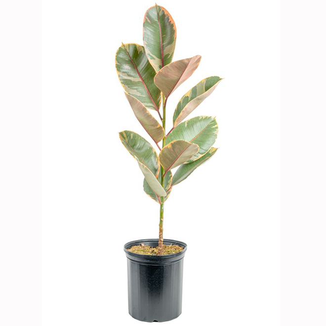 Costa Farms Assorted Ficus Plant in 10-in Pot