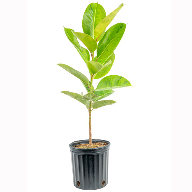 Costa Farms Assorted Ficus Plant in 10-in Pot