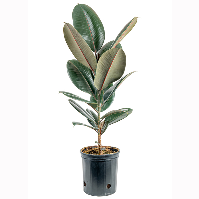 Costa Farms Assorted Ficus Plant in 10-in Pot