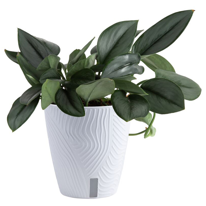 Costa Farms Assorted Sterling Silver Scindapsus Plant in 6-in Decorative Pot