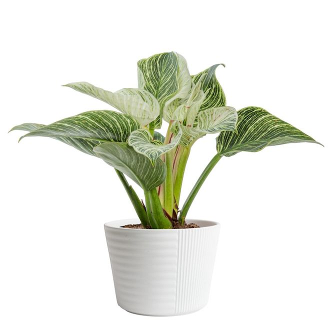 Costa Farms Assorted Philodendron Birkin Plant