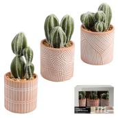 Ensemble de 3 cactus artificiels décoratifs en pot de Danson Decor