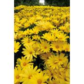 Fleurs annuelles assorties, pot de 4,5''