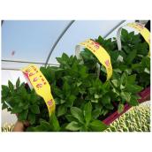 Serres Noel Wilson - Assorted Annuals - 6/Pack