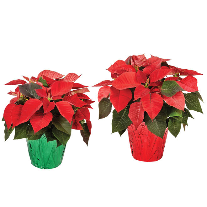 Serres Noel Wison 6-in Assorted Poinsettia