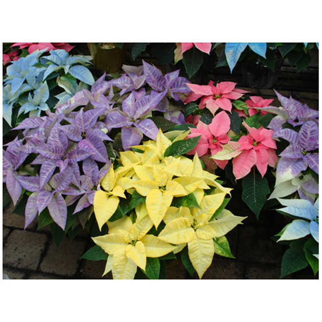 Poinsettia en pot de plastique des Serres Noel Wilson 12 po