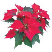 Serres Noel Wilson Poinsettia - 8-in Pot - Assorted Colours