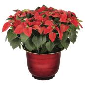 Serres Noel Wilson Poinsettia - 14-in Decorative Pot - Assorted Colours