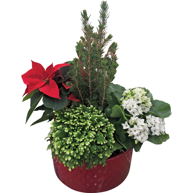 Serres Noël Wilson 6-in Assorted Poinsettia Floral Arrangement