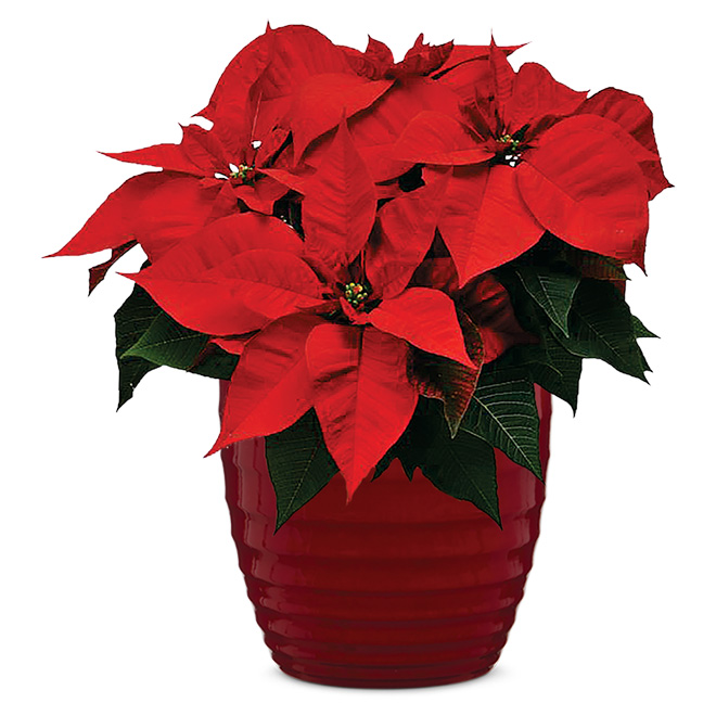 Ceramic Cover Pot - 5.5" - Red