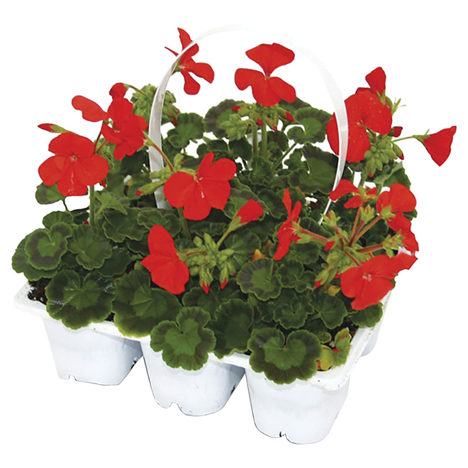 Assorted Geranium Seeds - 6/Pack
