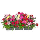 Fleurs annuelles, cell-pak de 12 plants, couleurs assorties