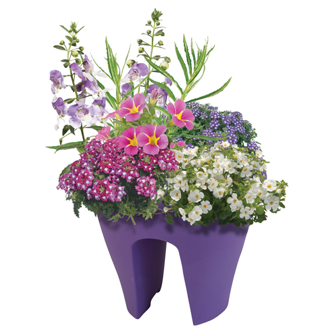 Assorted Annuals Rail Planter 10in 71024 RONA
