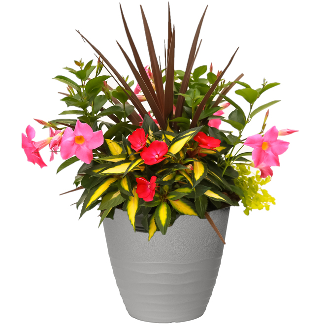 Annuals in 12-in Plastic Patio Pot