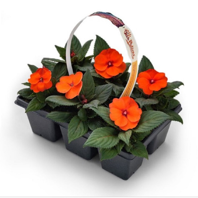 Serres Yargeau Sunpatiens - Assorted