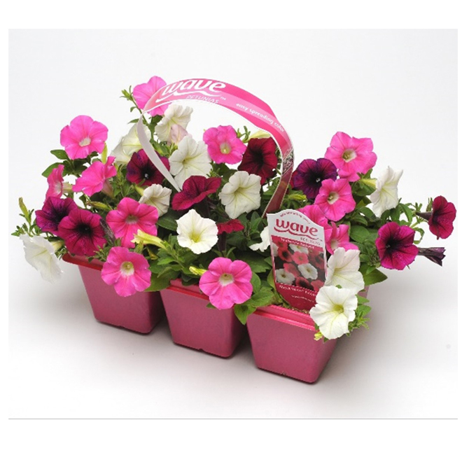 Assorted Wave Petunias - 6/Pack