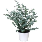 Eucalyptus, 8 po