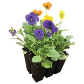 Assorted Annuals - 6-Pack