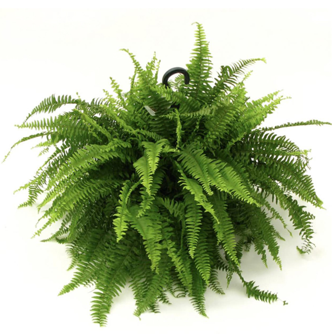 Fern - 10-in Hanging Basket